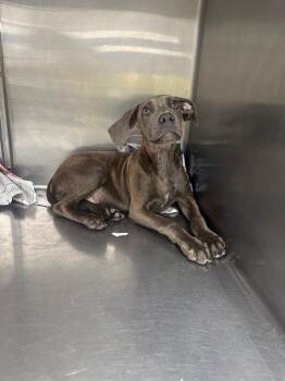 Snapple -  Mountain Cur Dog for Adoption in Sorrento, Louisiana - Snapple | PetCurious