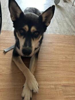 Mingo -  Siberian Husky Dog for Adoption in Denton, Texas - Mingo | PetCurious