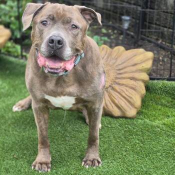 Teddy -  American Bully and Pit Bull Terrier Dog for Adoption in White Oak, Pennsylvania - Teddy | PetCurious