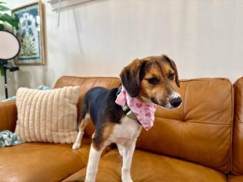 Beagle and Foxhound Dogs Available for Adoption - Penny Petite Peanut | PetCurious