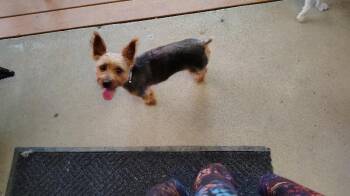 Travel Size -  Yorkshire Terrier and Mixed Breed Dog for Adoption in Cincinnati, Ohio - Travel Size | PetCurious
