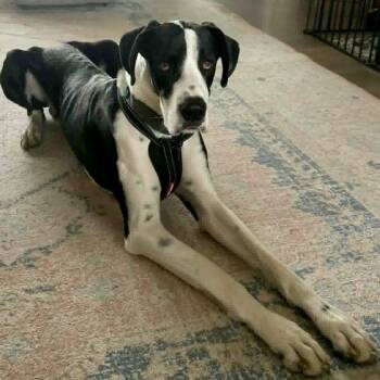 Tex -  Great Dane Dog for Adoption in Lewiston, Idaho - Tex | PetCurious