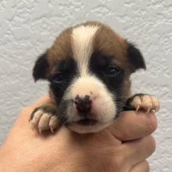Jersey -  Chihuahua and Mixed Breed Dog for Adoption in Morton Grove, Illinois - Jersey | PetCurious