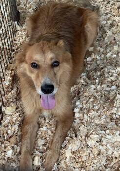 Darren -  Golden Retriever and Shepherd Dog for Adoption in Troy, Alabama - Darren | PetCurious