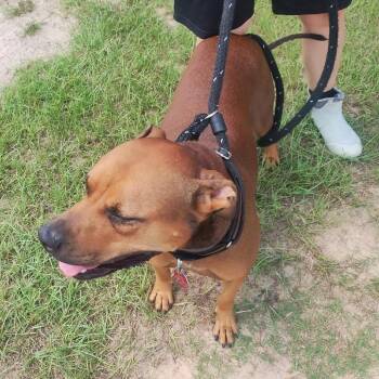 Stetson -  Mixed Breed Dog for Adoption in Loxahatchee Groves, Florida - Stetson | PetCurious