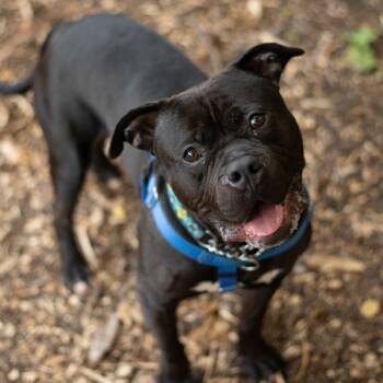 Rescue Mastiff Dogs for Adoption in Oakville, Ontario - Meatball | PetCurious