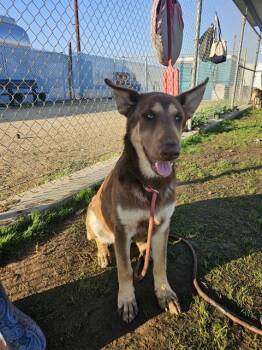 Rescue Shepherd Dogs for Adoption in Thousand Oaks, California - Chance - URGENT! | PetCurious