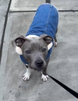 Bonnie -  Mixed Breed Dog for Adoption in Vassalboro, Maine - Bonnie | PetCurious