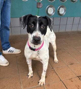 Terrier and Mixed Breed Dogs Available for Adoption - Princess Vivi | PetCurious