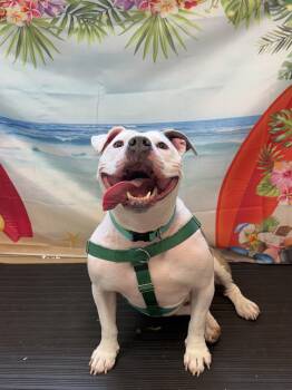Cleo -  American Staffordshire Terrier Dog for Adoption in Pittsburgh, Pennsylvania - Cleo | PetCurious
