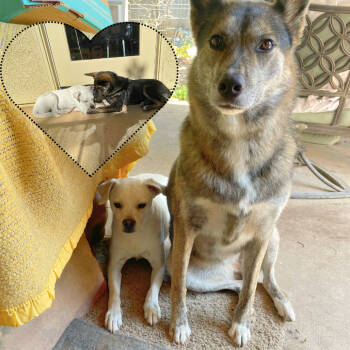 Rescue Shepherd and Mixed Breed Dogs for Adoption in Fresno, California - Addie / Everest | PetCurious