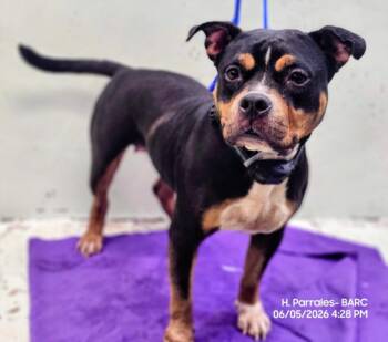 CHARLOTTE -  American Staffordshire Terrier and Rottweiler Dog for Adoption in Houston, Texas - CHARLOTTE | PetCurious