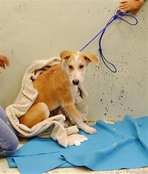 A2091654 -  Labrador Retriever and Mixed Breed Dog for Adoption in Houston, Texas - A2091654 | PetCurious