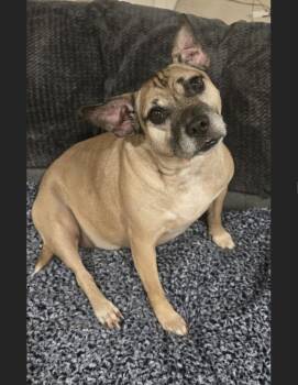 Annie -  Pug Dog for Adoption in Waldorf, Maryland - Annie | PetCurious