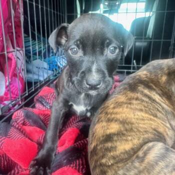 Angel -  Labrador Retriever Dog for Adoption in Kannapolis, North Carolina - Angel | PetCurious