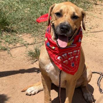 Skade -  Rhodesian Ridgeback and Black Mouth Cur Dog for Adoption in Austin, Texas - Skade | PetCurious