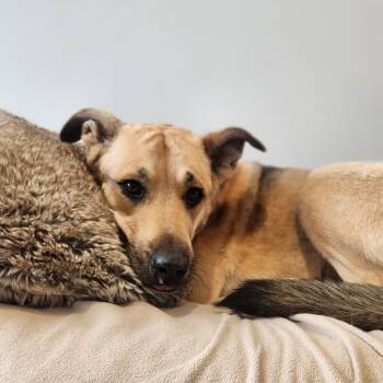 Black Mouth Cur Dogs Available for Adoption in North Battleford, Saskatchewan - Alex | PetCurious