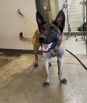 Belgian Shepherd Malinois and Mixed Breed Dogs Available for Adoption in Ontario, California - EDWARD | PetCurious