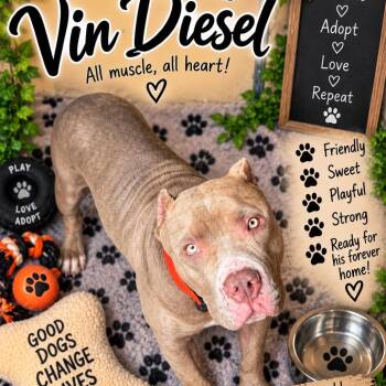 Vin Diesel -  Pit Bull Terrier Dog for Adoption in Waldorf, Maryland - Vin Diesel | PetCurious