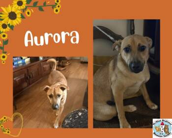Aurora -  Terrier Dog for Adoption in Athens, Tennessee - Aurora | PetCurious