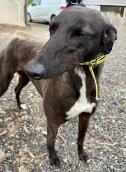 Greyhound Dogs Available for Adoption - Nelly | PetCurious