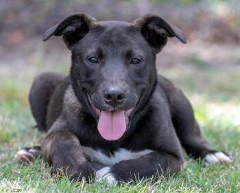 Mixed Breed Dogs Available for Adoption in Bonifay, Florida - Tizzy (Coming Soon) | PetCurious