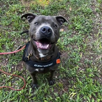 Zeke -  Pit Bull Terrier Dog for Adoption in Hood River, Oregon - Zeke | PetCurious