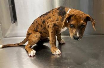 Catahoula Leopard Dog and Labrador Retriever Dogs Available for Adoption in Tustin, California - ARYA | PetCurious