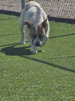 American Staffordshire Terrier Dogs Available for Adoption - Tinker | PetCurious