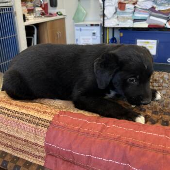 107774 -  Mixed Breed Dog for Adoption in Las Cruces, New Mexico - 107774 | PetCurious
