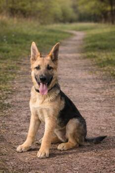 German Shepherd Dog Dogs Available for Adoption - Sadie | PetCurious
