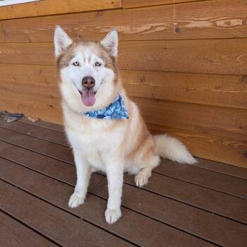Sadie -  Siberian Husky Dog for Adoption in Phoenix, Arizona - Sadie | PetCurious