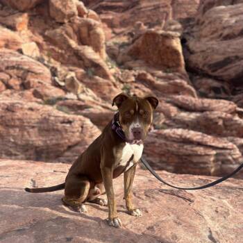 Pit Bull Terrier Dogs Available for Adoption - Miso | PetCurious