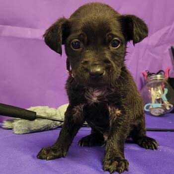 Mixed Breed Dogs Available for Adoption in North Myrtle Beach, South Carolina - Nitro | PetCurious