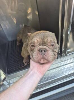 Pen 202 -  American Bully Dog for Adoption in Lawrenceville, Georgia - Pen 202 | PetCurious