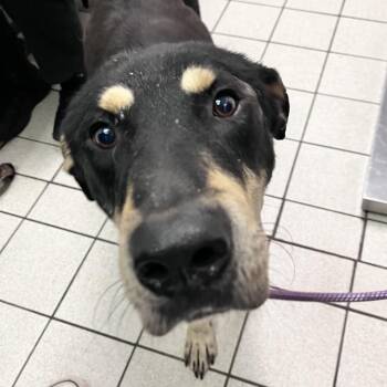 Lucky -  Mixed Breed Dog for Adoption in Charleston, West Virginia - Lucky | PetCurious