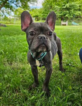 Patrick -  French Bulldog Dog for Adoption - Patrick | PetCurious