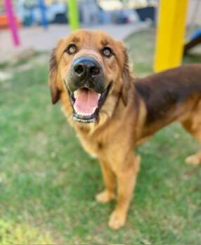 Rescue Chesapeake Bay Retriever and Mixed Breed Dogs for Adoption in Fort Worth, Texas - Hawkeye | PetCurious