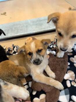 TOPH -  Anatolian Shepherd and Mixed Breed Dog for Adoption in Frisco, Colorado - TOPH | PetCurious
