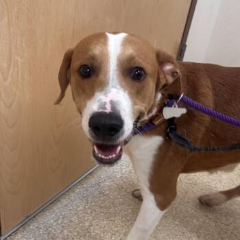Mixed Breed Dogs Available for Adoption in Reno, Nevada - Mickey | PetCurious