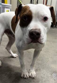 DAVIS -  Pit Bull Terrier Dog for Adoption - DAVIS | PetCurious