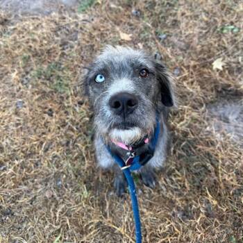 Missy -  Schnauzer Dog for Adoption in Spring, Texas - Missy | PetCurious
