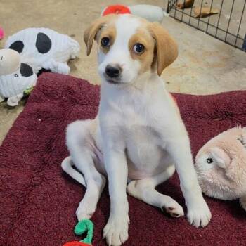 Little #7001 -  Golden Retriever Dog for Adoption in Louisville, Kentucky - Little #7001 | PetCurious