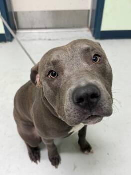 Blue Shull -  Mixed Breed Dog for Adoption in Savannah, Georgia - Blue Shull | PetCurious