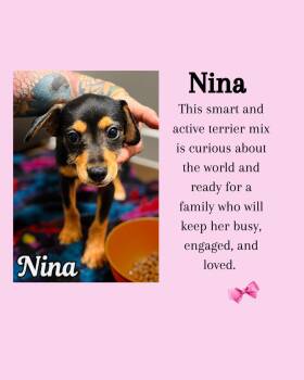 Nina Snuggles -  Cairn Terrier and Mixed Breed Dog for Adoption in Saugus, Massachusetts - Nina Snuggles | PetCurious
