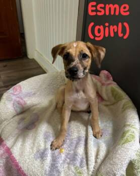 Esme -  Mixed Breed Dog for Adoption in Bossier City, Louisiana - Esme | PetCurious