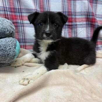 Border Collie and Mixed Breed Dogs Available for Adoption - Croya | PetCurious