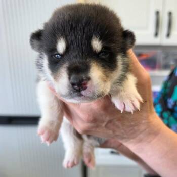 Loki -  Husky and Australian Shepherd Dog for Adoption in Phoenix, Arizona - Loki | PetCurious