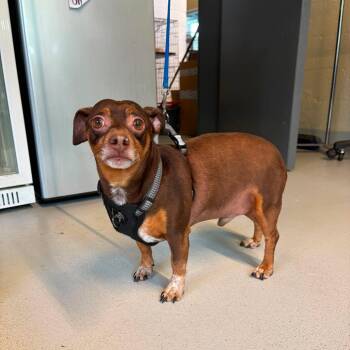 Mixed Breed Dogs Available for Adoption in Huntington, West Virginia - Harley | PetCurious