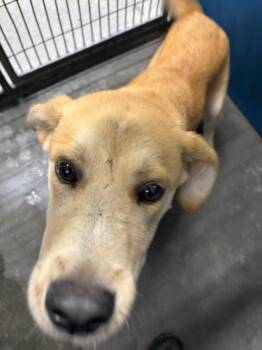 Christy -  Mixed Breed Dog for Adoption in Henderson, North Carolina - Christy | PetCurious